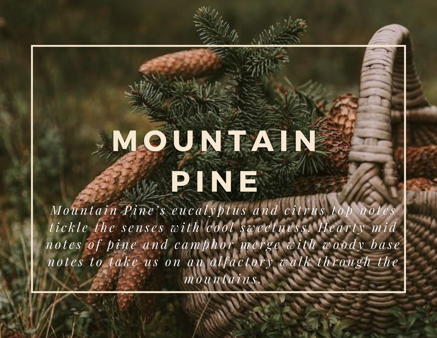 Mountain Pine - Beeswax Melts